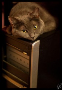 Shadow's favourite place