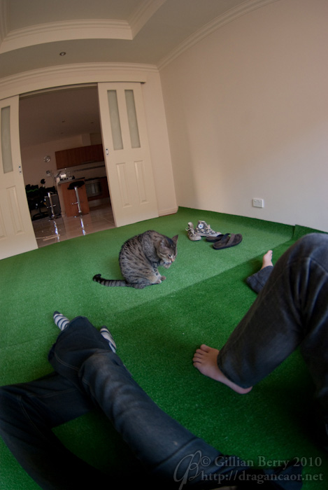 Cats warp the universe to be the centre of it. This is your evidence. © Gillian Berry 2010