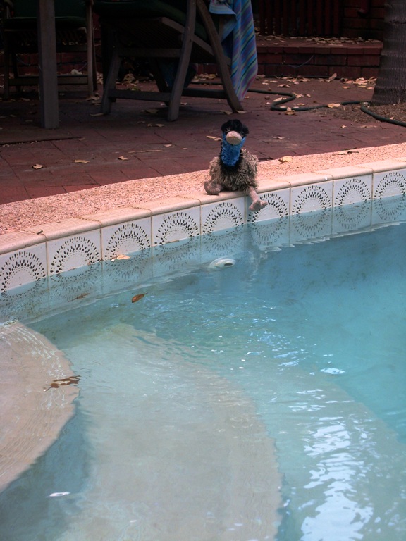 "Basking by the pool" at Dad's