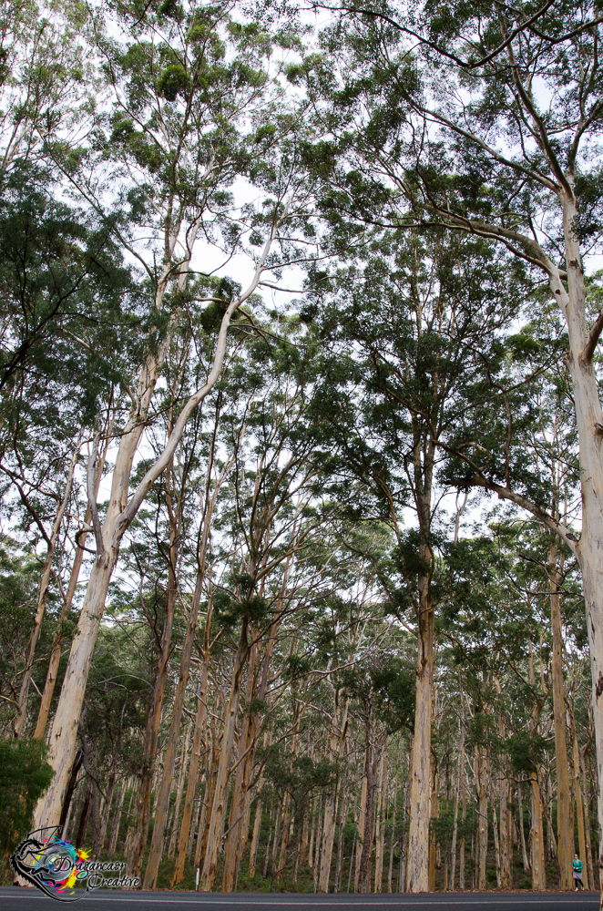 DSC_3864 forest of giants
