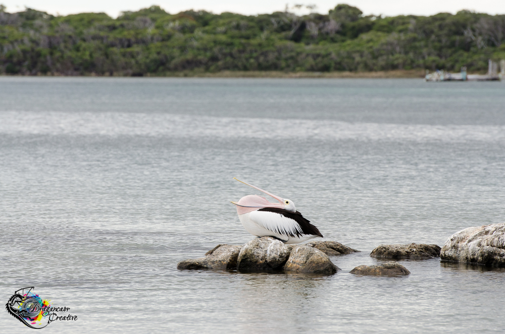 DSC_4296 stretching pelican