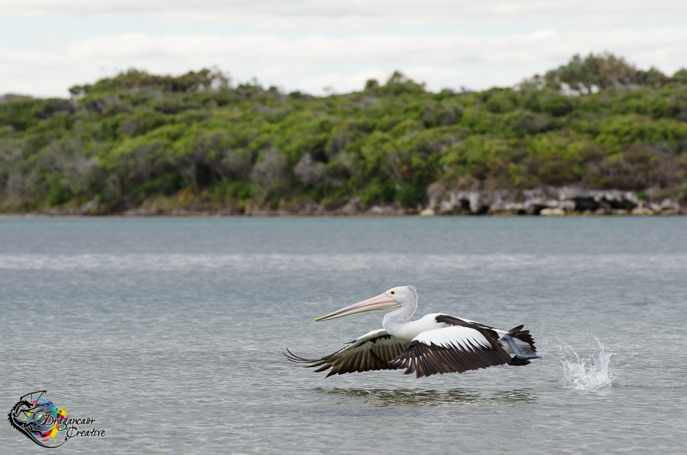 DSC_4344 pelican